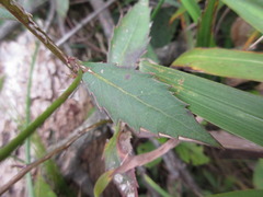 Adenophora remotiflora