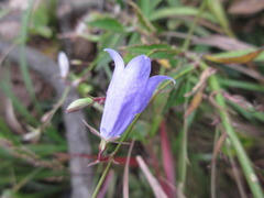 Adenophora remotiflora