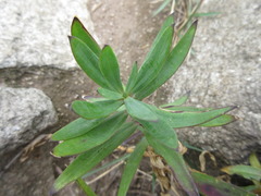 Gypsophila oldhamiana