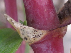 Gypsophila oldhamiana