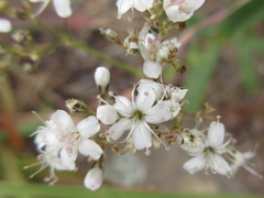 Gypsophila oldhamiana