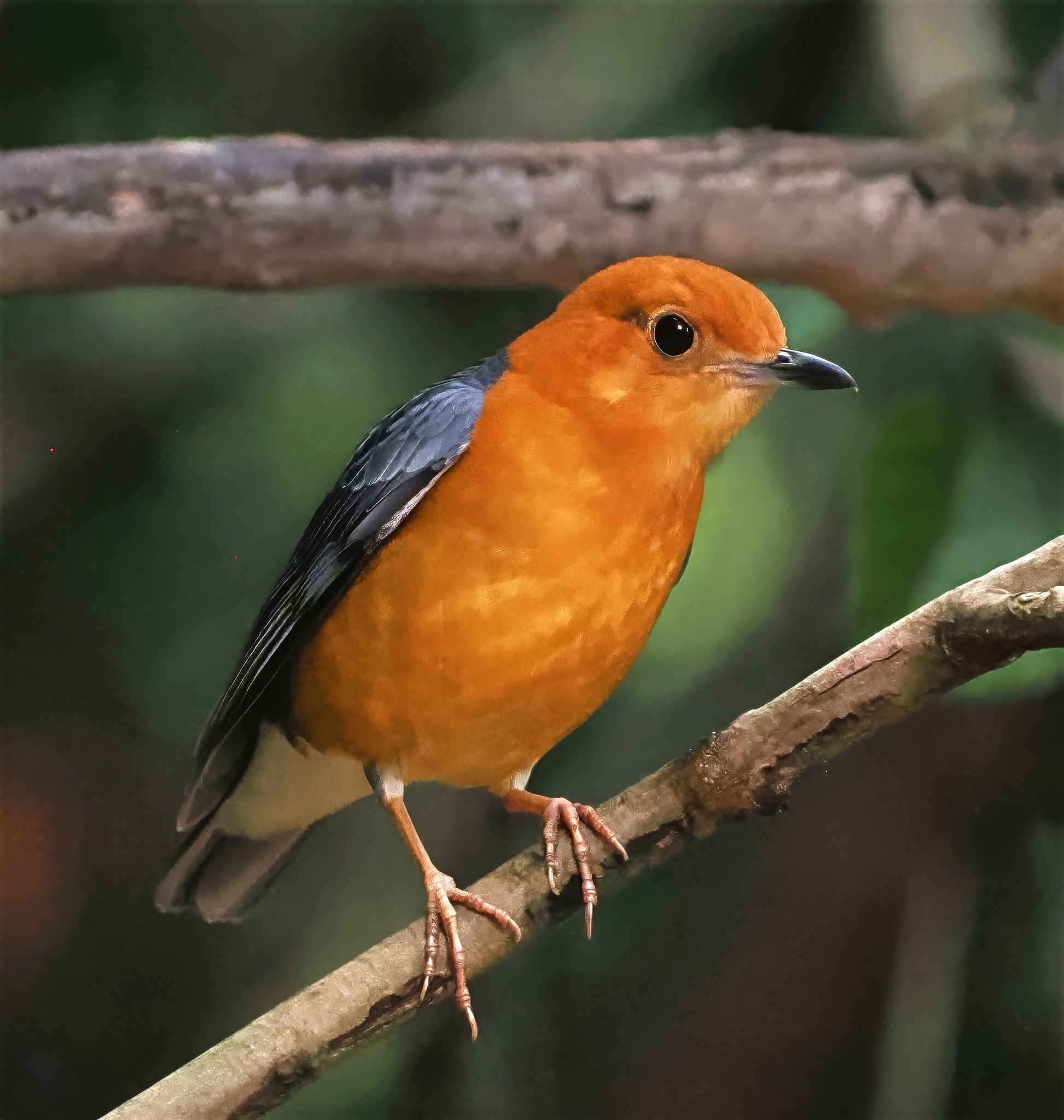 Orange-headed Thrush