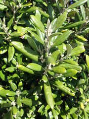 Corokia macrocarpa
