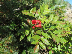 Sorbus sambucifolia