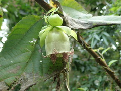 Codonopsis lanceolata