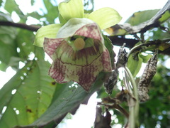 Codonopsis lanceolata