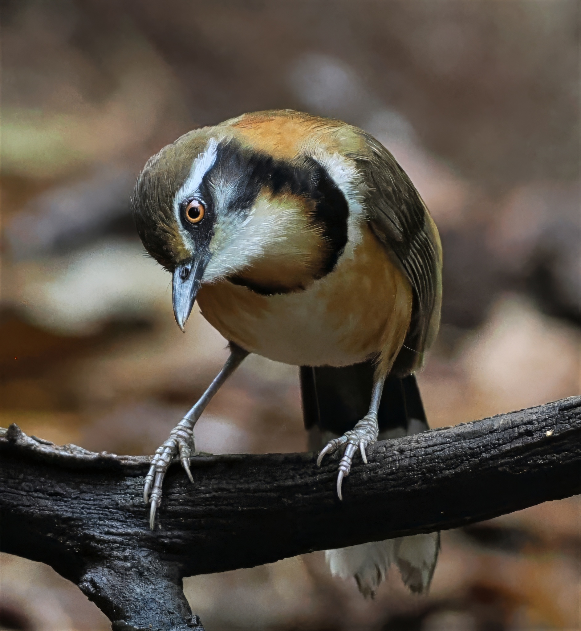 Lesser Necklaced Laughingthrush