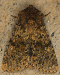 Pseudobryomima fallax