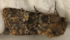 Pseudobryomima fallax