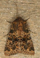 Pseudobryomima fallax