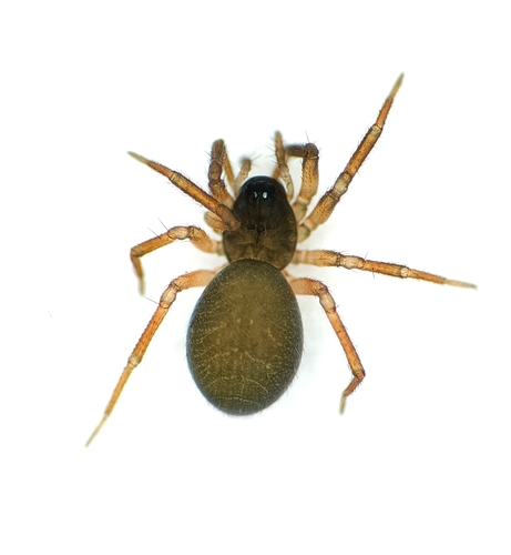 Pocadicnemis pumila