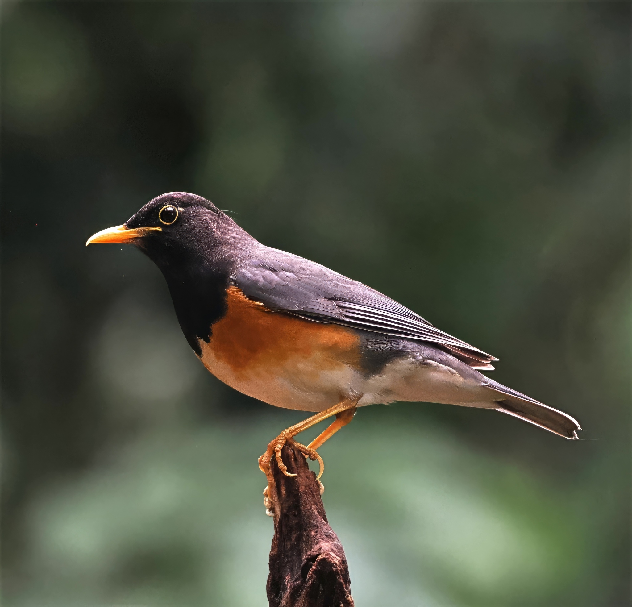 Black-breasted Thrush