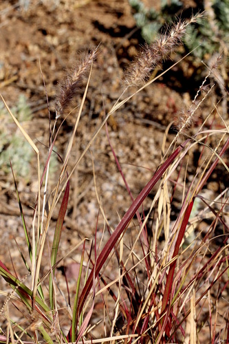 buffelgrass