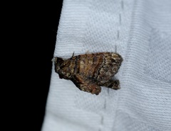Chlumetia transversa
