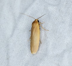 Danielithosia immaculata