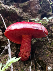Exsudoporus
