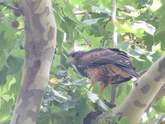 Parabuteo unicinctus
