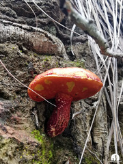 Exsudoporus