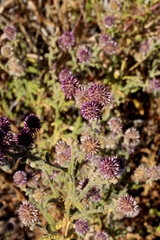 Pterocaulon sphacelatum