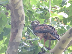 Parabuteo unicinctus