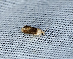 Hedya iophaea