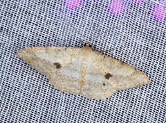 Luxiaria mitorrhaphes
