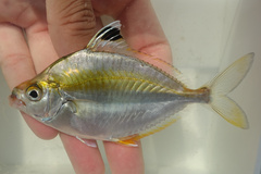 Goldstripe Ponyfish photo 1