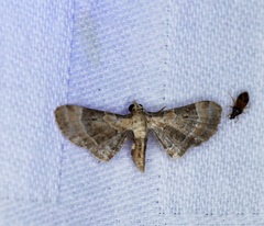 Mesoptila melanolopha