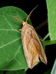 Oraesia emarginata
