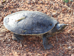 Northern Yellow-Faced Turtle photo 4