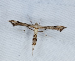 Platyptilia