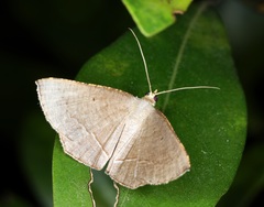 Plesiomorpha flaviceps