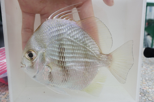 Schijf-spaanvis (Ephippus orbis) — Ephippidae — 5