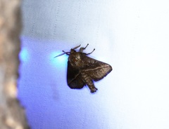 Quasithosea obliquistriga