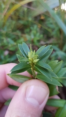 Pimelea gnidia