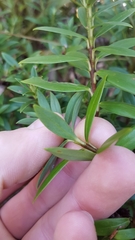 Pimelea gnidia