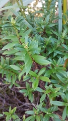 Pimelea gnidia
