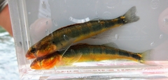 Gilt Darter photo 2