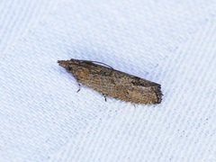 Strepsicrates semicanella