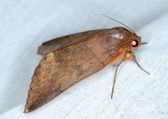 Thyas juno