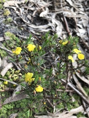Hibbertia fasciculata