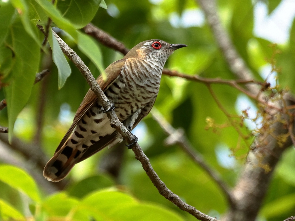 Little Bronze-Cuckoo (Chalcites minutillus) photo