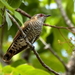 Little Bronze-Cuckoo - Photo (c) Graham Winterflood, some rights reserved (CC BY-SA), uploaded by Graham Winterflood