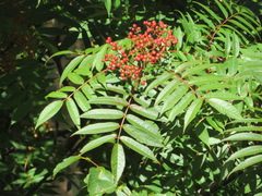 Sorbus commixta