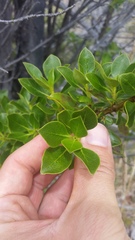 Coprosma montana