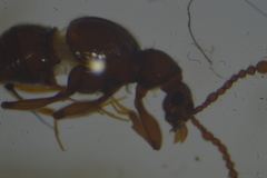 Pselaphinae