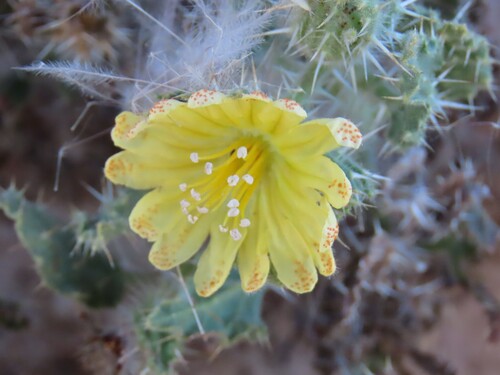 Codon schenckii (Codon schenckii)