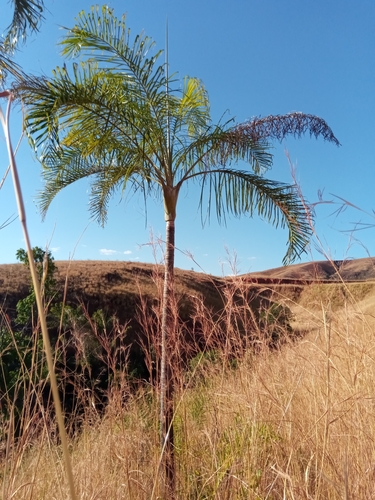 Dypsis madagascariensis