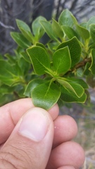 Coprosma montana