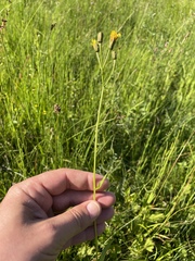 (c) Thomas Ebner, some rights reserved (CC BY) Crepis mollis, photograph (c) Thomas Ebner, some rights reserved (CC BY)